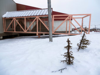 Maintenance staff noticed Monday that the five-foot tall spruce trees had been chopped down. (Photo by Laura Kraegel/KNOM)