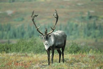 Caribou. (Public Domain photo)