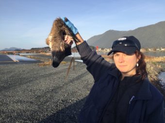 Since November, Bauscher has been seeing one to three deer wash up on the runway every week. (Photo by Emily Kwong/KCAW photo)