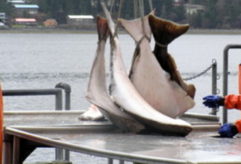 Crewmen load halibut near Juneau. (Creative Commons photo by gillphoto)