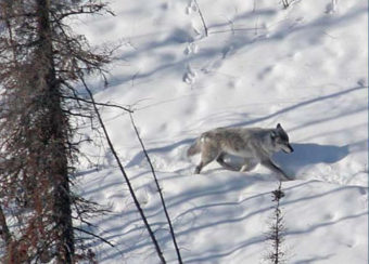 This photo was published in an ADFG pamphlet "Understanding Intensive Predator Management in Alaska," part of the Department's efforts in 2012 to educate the public about practices that have been controversial, especially to observers outside Alaska. (Photo by Steve Dubois/Alaska Department of Fish and Game)