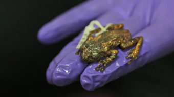 Amphibian biologist and scientist SD Biju holds a preserved female frog named Frankixalus jerdonii at Systematics Lab of the University of Delhi. Altaf Qadri/AP