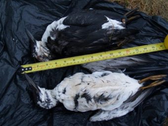 Dead murres on the beach in Haines on Jan. 12, 2016. (Photo courtesy of Tim Ackerman)