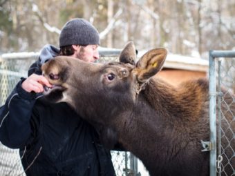 Zookeeper Timothy Lescher feeds a frozen banana to Uncle Fudge, a one-year-old moose he’s helped raise. (Photo by Zachariah Hughes/ APM)