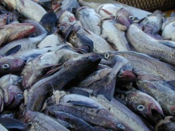 Bering Sea pollock