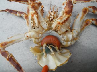 Inside the body cavity of an infected red king crab. The green strings are the parasitic barnacle. (Photo courtesy Leah Sloan)