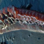 Homer resident Ginger Frizzell found this five-and-a-half-foot-long tentacle on a beach near Anchor Point Wednesday, March 2. (Photo by Ginger Frizzell)