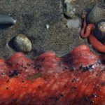 Homer resident Ginger Frizzell found this five-and-a-half-foot-long tentacle on a beach near Anchor Point Wednesday, March 2. (Photo by Ginger Frizzell)