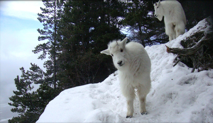 A healthy mountain goat kid and adult pictured in the Haines area. (Photo courtesy of Alaska Department of Fish & Game)