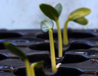 Cucumber seedling