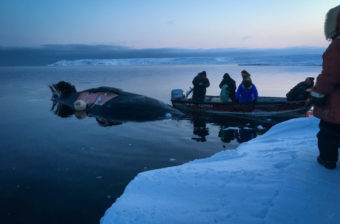 Savoonga’s second whale of the season, harpooned by whaling captain Carl Pelowook Jr. (Photo courtesy of Brianne Gologergen)