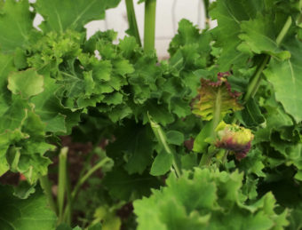 New growth appears on kale that survived a mild winter in KTOO's Agricultural Test Station and Garden of Science