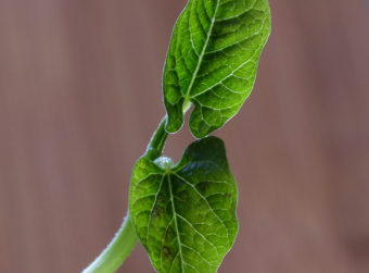 Pole bean seedling