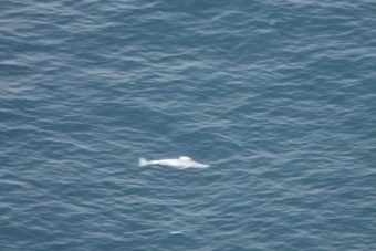 A dead gray whale floating in the ocean. (Photo courtesy of Kate Wynne)