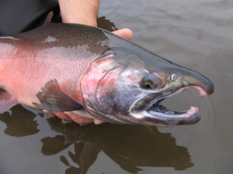 Chinook King Salmon Yukon Delta