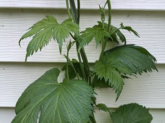Climbing hops