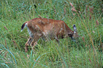 Doe feeding at Gwaii Haanas National Park. (Creative Commons photo by D. Gordon E. Robertson)