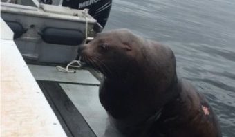 The sea lion in question has a distinguishing scar on the left side of his back. (Photo by Stan Eliason)