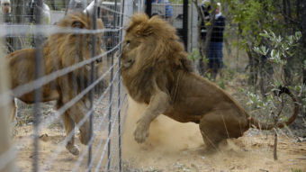 Former circus lions plays after being released into an enclosure at Emoya Big Cat Sanctuary. Themba Hadebe/AP
