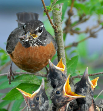 crowded bird nest