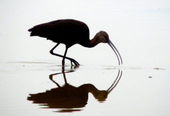 A white-faced ibis.