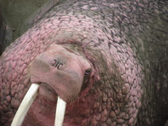 Walrus hauled out at Cape Greig, north of Ugashik Bay. Photo taken May 19th by the U.S. Fish and Wildlife Service. CREDIT BRETT NIGUS