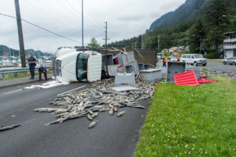 16,000lbs of salmon spill from a rolled truck on Egan Drive on July 25th, 2016. (Photo by Mikko Wilson / KTOO)