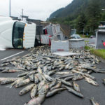 16,000lbs of salmon spill from a rolled truck on Egan Drive on July 25th, 2016. (Photo by Mikko Wilson / KTOO)