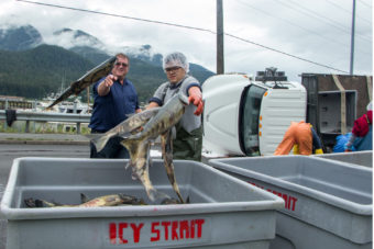 Crews load salmon back into fish totes after a tuck rollover on Egan Drive on July 25th, 2016. (Photo by Mikko Wilson / KTOO)