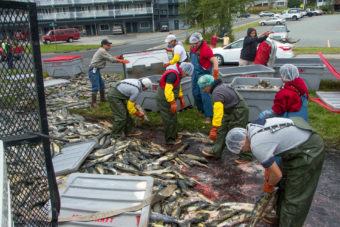 Crews load salmon back into fish totes after a tuck rollover on Egan Drive on July 25th, 2016. (Photo by Mikko Wilson / KTOO)