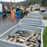 Crews load salmon back into fish totes after a tuck rollover on Egan Drive on July 25th, 2016. (Photo by Mikko Wilson / KTOO)