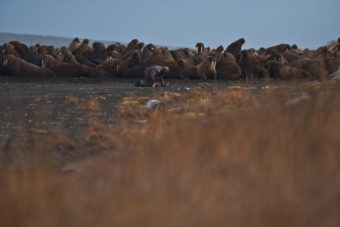 (Photo taken during USGS research efforts permitted under US Fish and Wildlife Service Permit No. MA8016523) Ryan Kingsbery, USGS Public domain