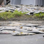 16,000lbs of salmon spill from a rolled truck on Egan Drive on Monday, July 25, 2016. (Photo by Lakeidra Chavis / KTOO)