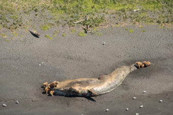 bears and dead fin whale