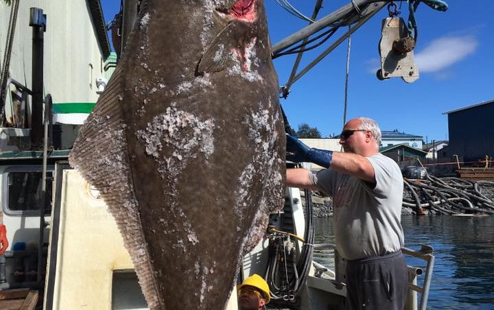 Brian Mattson, with the 396 pound halibut caught near Petersburg. (Abbey Collins, KFSK)