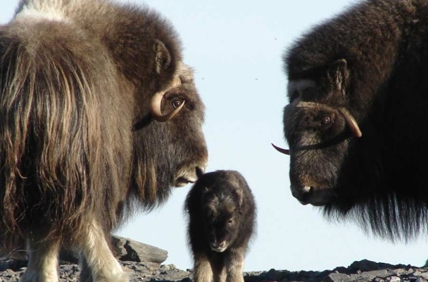 Muskox, near Nome. Photo: Jason Gablaski, Bering Land Bridge National Preserve, National Park Service. Muskox, near Nome. Photo: Jason Gablaski, Bering Land Bridge National Preserve, National Park Service.