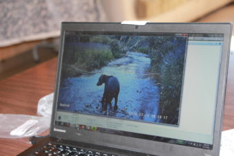 Motion-activated cameras set up by researchers working with the University of Washington's Alaska Salmon Program catch bears in action on Lake Aleknagik streams. (Credit: Molly Dischner/KDLG)