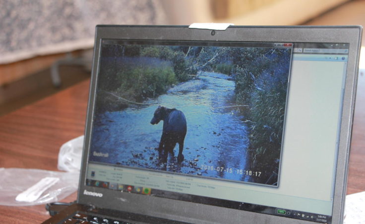 Motion-activated cameras set up by researchers working with the University of Washington's Alaska Salmon Program catch bears in action on Lake Aleknagik streams. (Molly Dischner/KDLG)