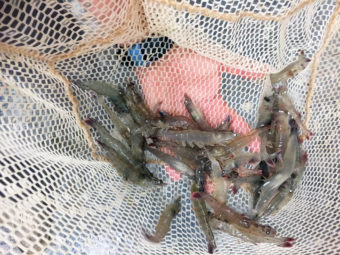 Pacific white shrimp raised in Eco Shrimp Garden's indoor aqua farm in New York's Hudson Valley, which owner Jean Claude Frajmund describes as a spa for shrimp. They grow for six months before they're ready for harvest. (Photo by Allison Aubrey/NPR)