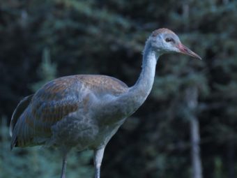 A juvenile lesser sandhill crane ("colt") in Homer, Alaska. CREDIT PHOTO COURTESY OF NINA FAUST