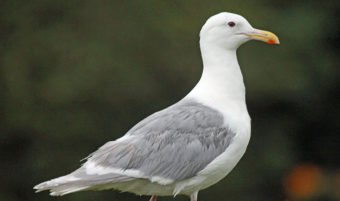 Glaucous-winged Gull in breeding plumage at Seward, Alaska.