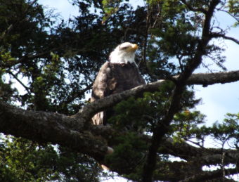 I see you - An adult eagle watches over its fledgling from a nearby tree.