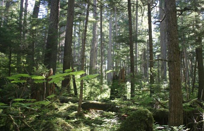Tongass National Forest