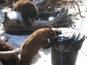 Sitka Police Lt. Lance Ewers urges residents to keep their garbage indoors until the day of pickup. (Photo by KCAW).