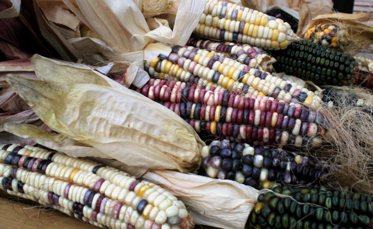 Some of the indigenous corn varieties growing in Taylor Keen's backyard. Cherokee White is a kind of sweet corn with white, purple, and yellower kernels that is ground for flour. Green Oaxacan is processed to make hominy and corn meal. (Photo by Grant Gerlock/Harvest Public Media)