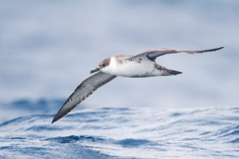 A great shearwater flies off the coast of Tasmania. John Harrison/Wikipedia