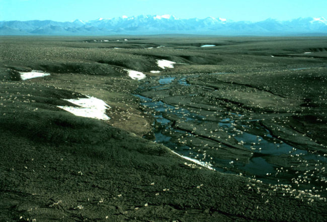 porcupine_caribou_herd