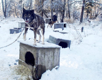 Dillingham musher Kyle Belleque has given away or sold most of his sled dogs. (Photo by Avery Lill/KDLG)