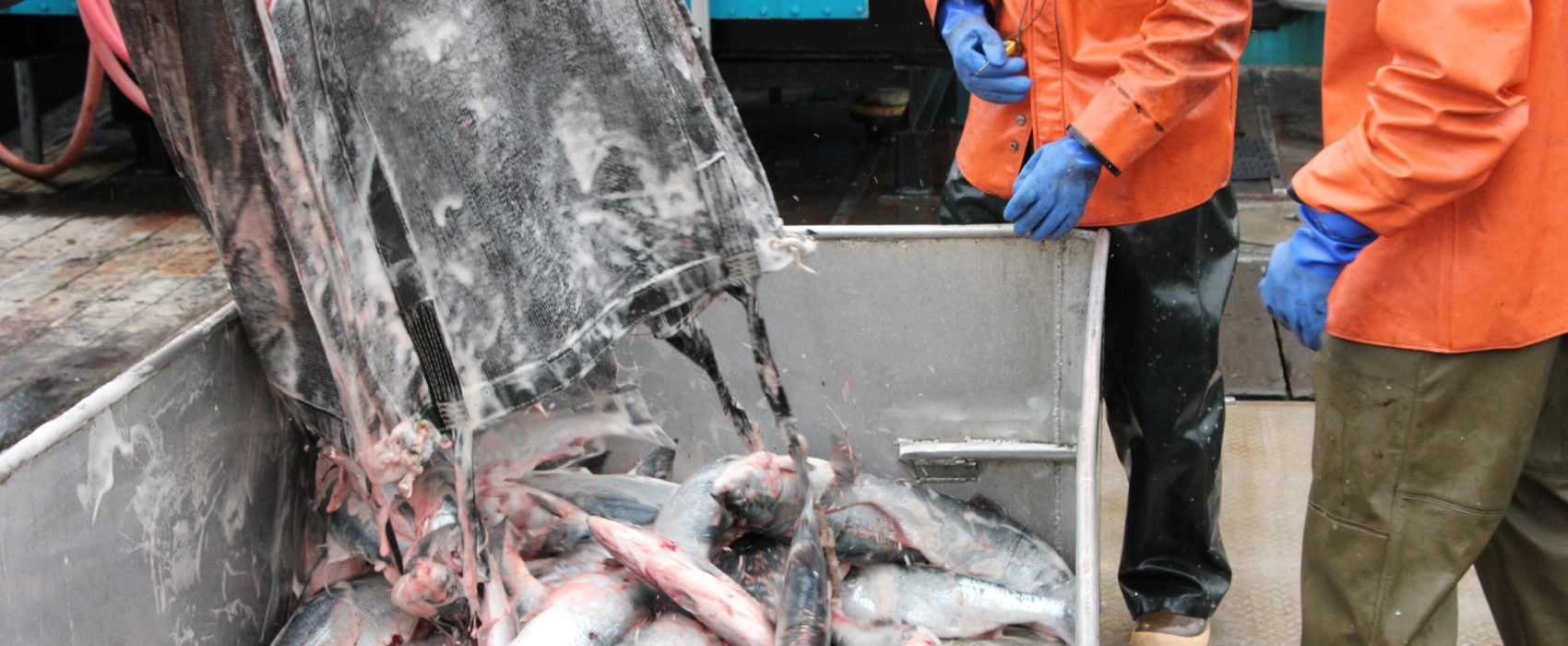 Sockeye salmon delivered in Bristol Bay. (File photo by KDLG)