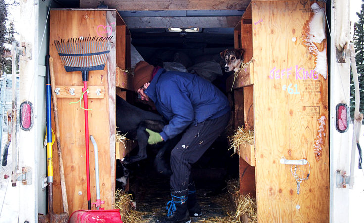 Sean Underwood loads dogs from Jeff King’s kennel into a truck for transport to the Tustamena 200 sled-dog race. (Photo by Zachariah Hughes/Alaska Public Media)